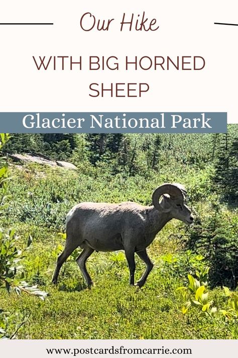 Wild Encounter with Rams on Highline Trail in Glacier National Park by Postcards From Carrie