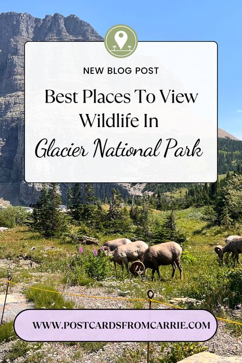 Best places to view wildlife in Glacier National Park by Postcards From Carrie