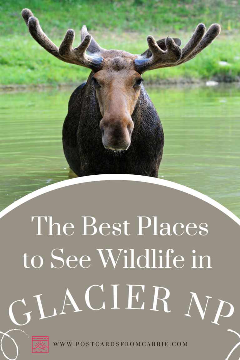 Best places to view wildlife in Glacier National Park by Postcards From Carrie