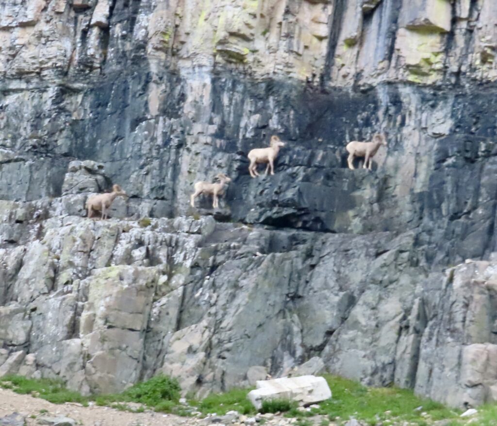 Wildlife big horn sheep in Glacier National Park