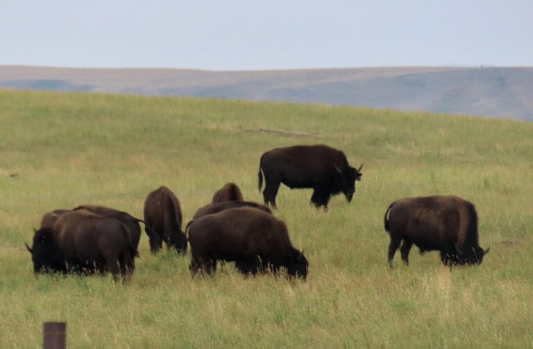 Bison near East Glacier National Park Montana