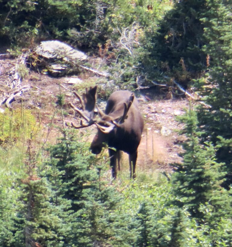 Wildlife moose at Grinnell Glacier in Glacier National Park