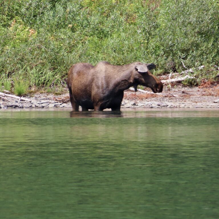 Wildlife moose in Josephine Lake, Glacier National Park, Montana