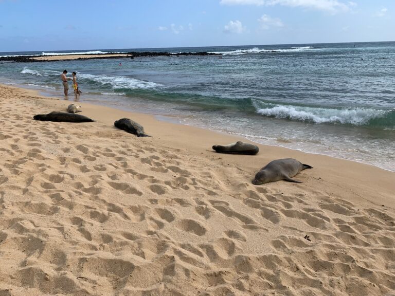 Monk Seals on Poipu Beach in Kauai