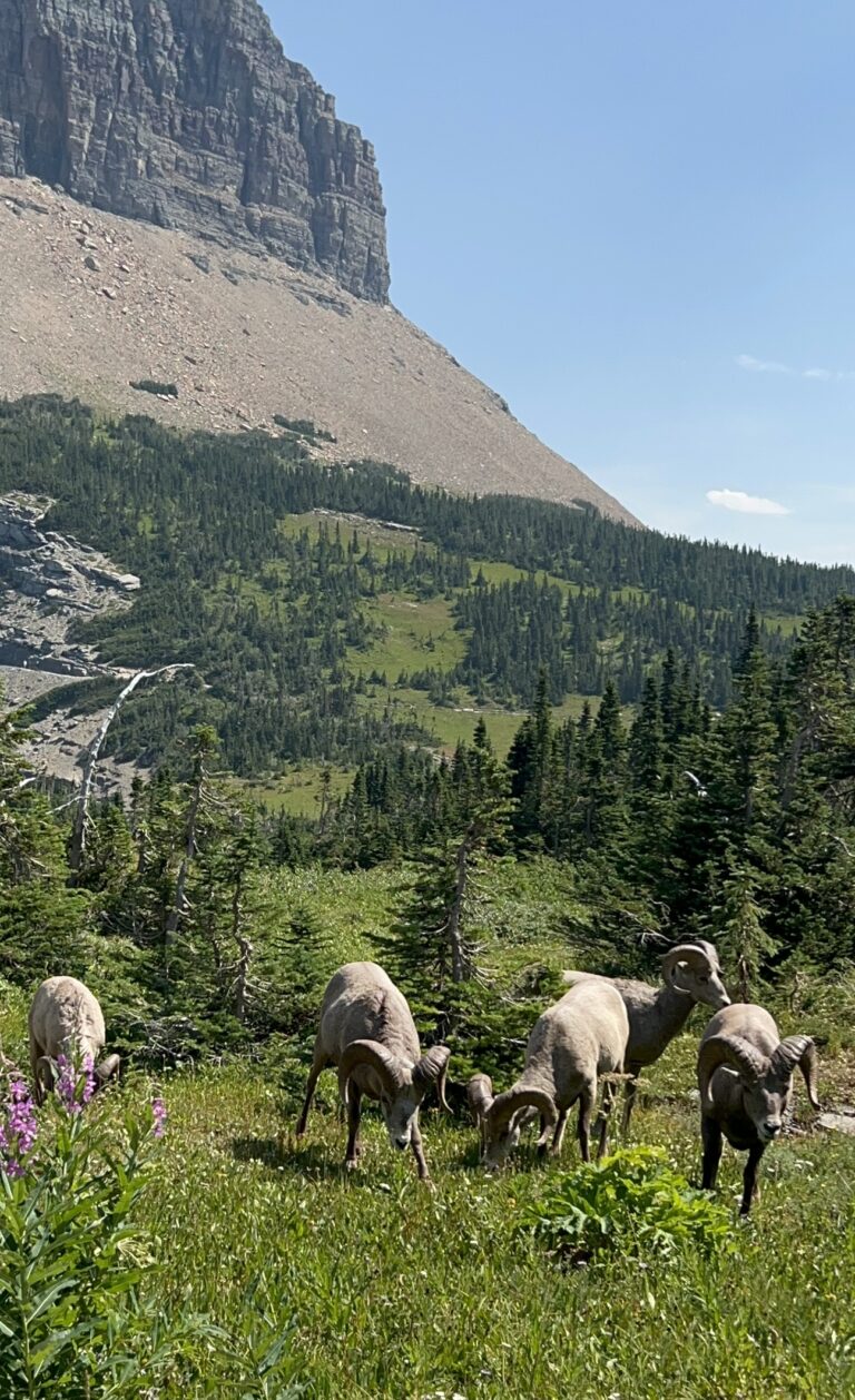 Big horn sheep grazing at Logan Pass in Glacier National Park