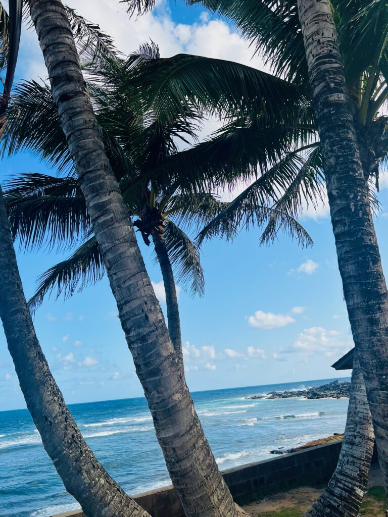 Palm Trees in Maui Hawaii