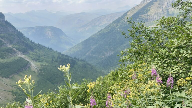 Wildflowers Highline Trail in Glacier National Park Montana