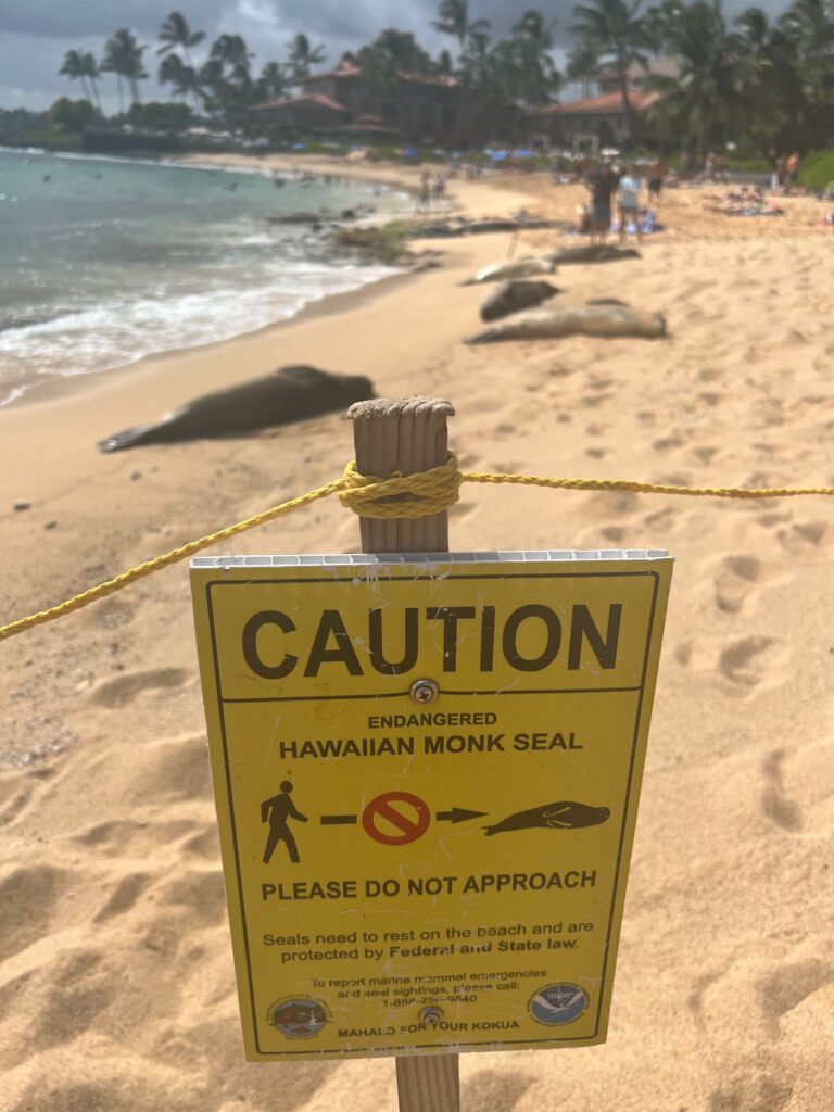 Monk Seals on Poipu Beach, Kauai 8 Day Itinerary