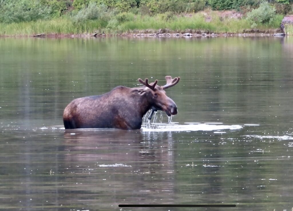 Wildlife moose in Fishercap Lake Glacier National Park