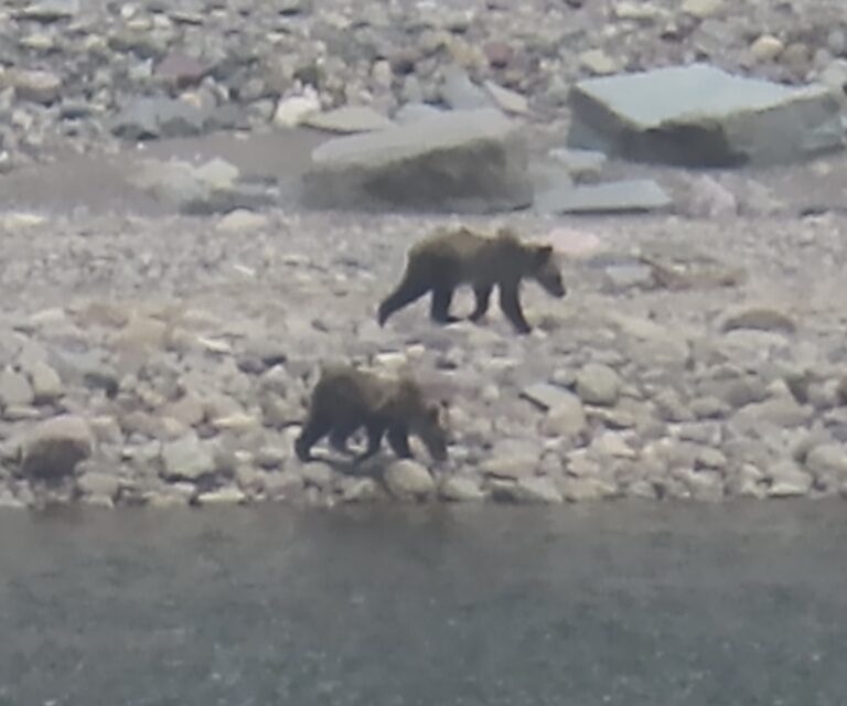 Grizzly bear cubs in Many Glacier, Glacier National Park