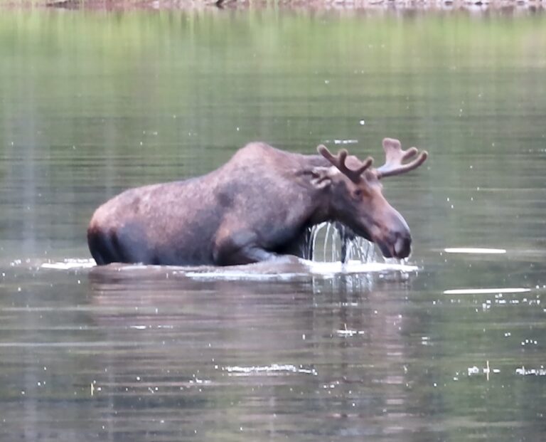 Bull Moose at Fishercap Lake, Glacier National Park in Montana