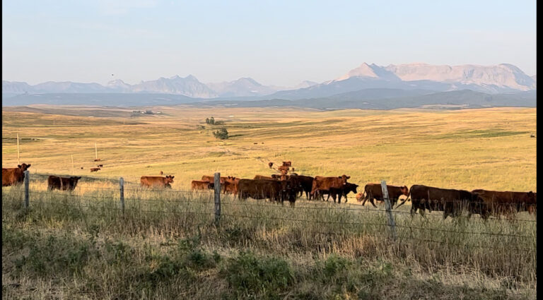 Cattle Ranch in Canada overlooking Chief Mountain