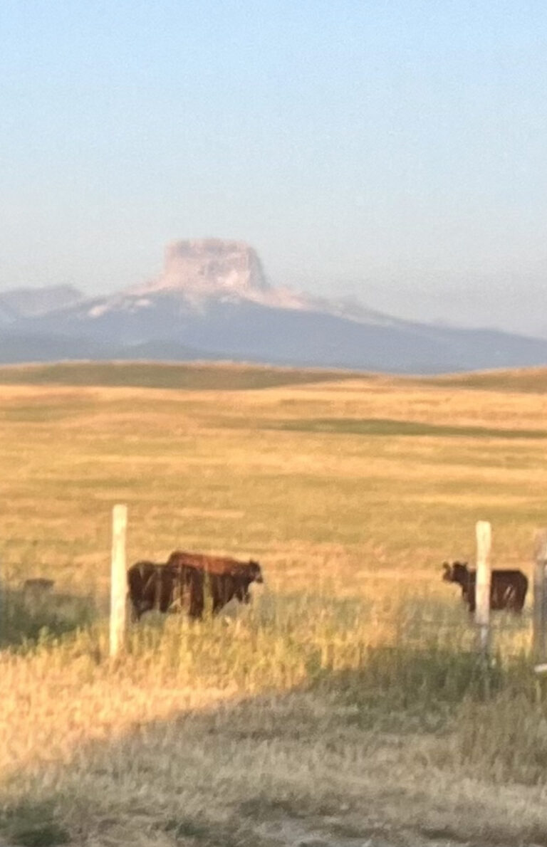 Cattle ranch overlooking Chief Mountain East Glacier National Park