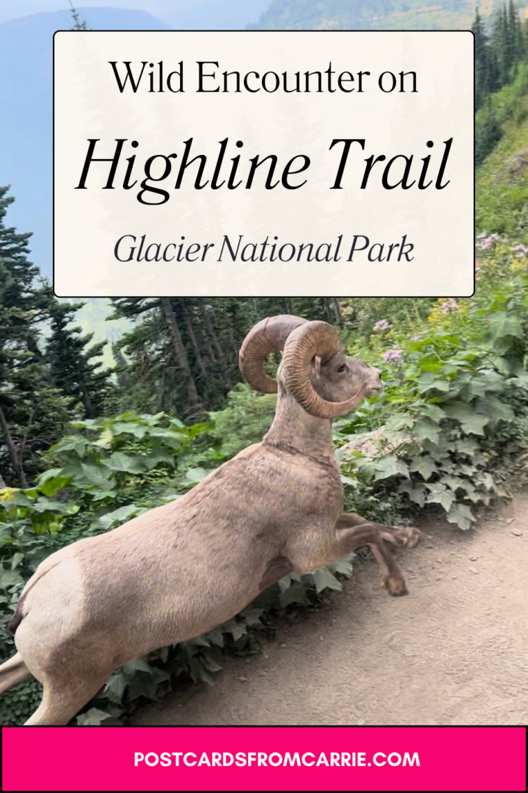 Wild Encounter with Rams on Highline Trail in Glacier National Park by Postcards From Carrie