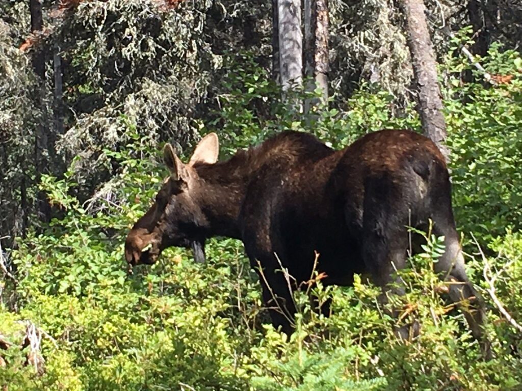 Moose in Glacier National Park