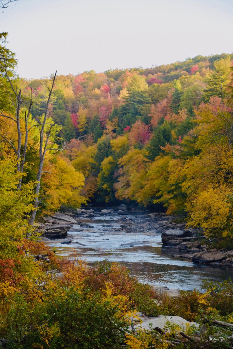 Colorful fall leaves next to river