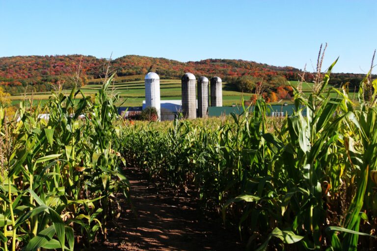 Corn maze with fall trees and corn silos