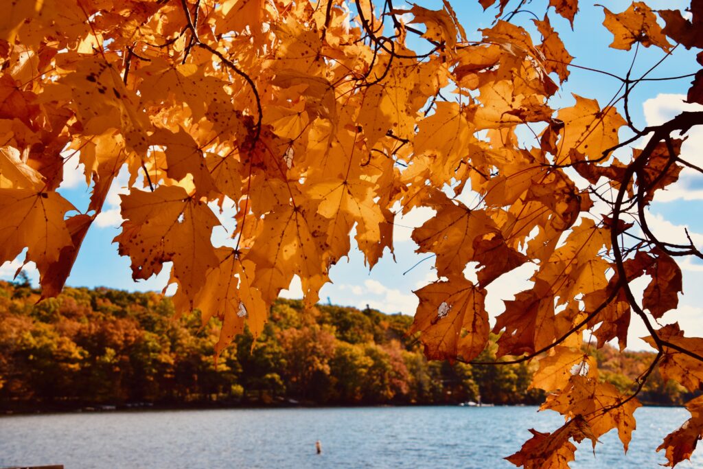 Orange fall leaves overlooking deep creek lake
