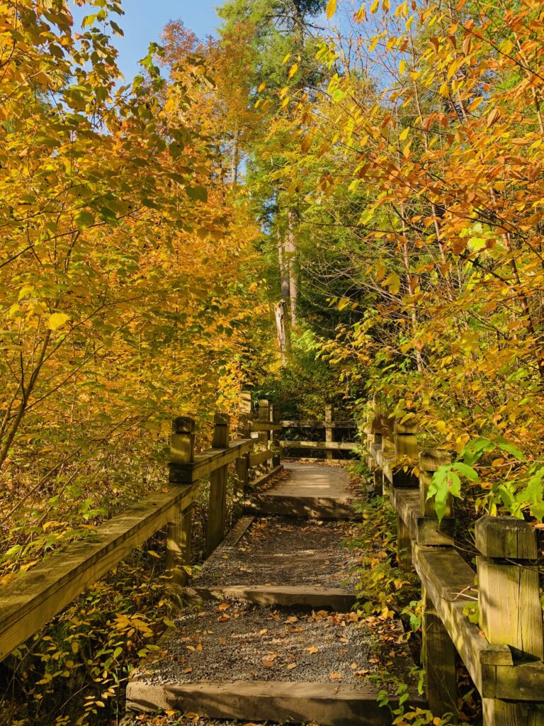 Hiking Trail with yellow fall leaves in Deep Creek