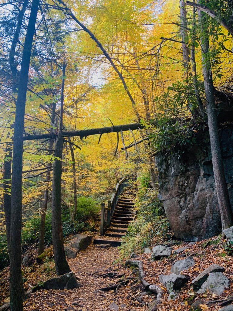 yellow fall trees in deep creek woods with wooden staircase