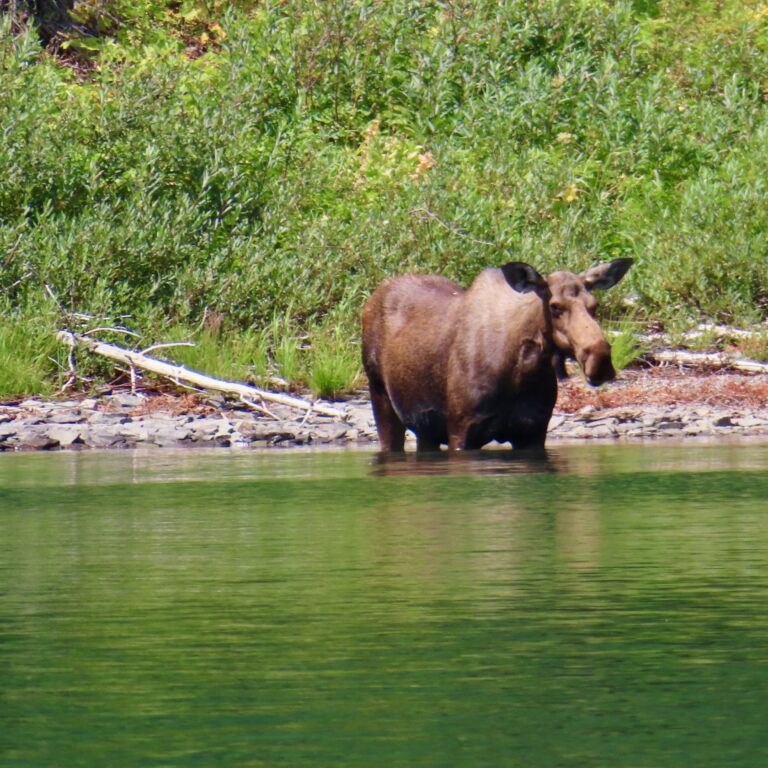 moose in lake Josephine glacier national park