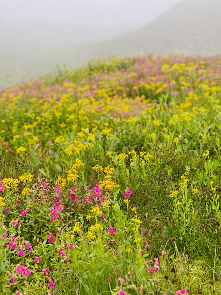 Field of pink and yellow wildflowers in foggy Hanging Gardens