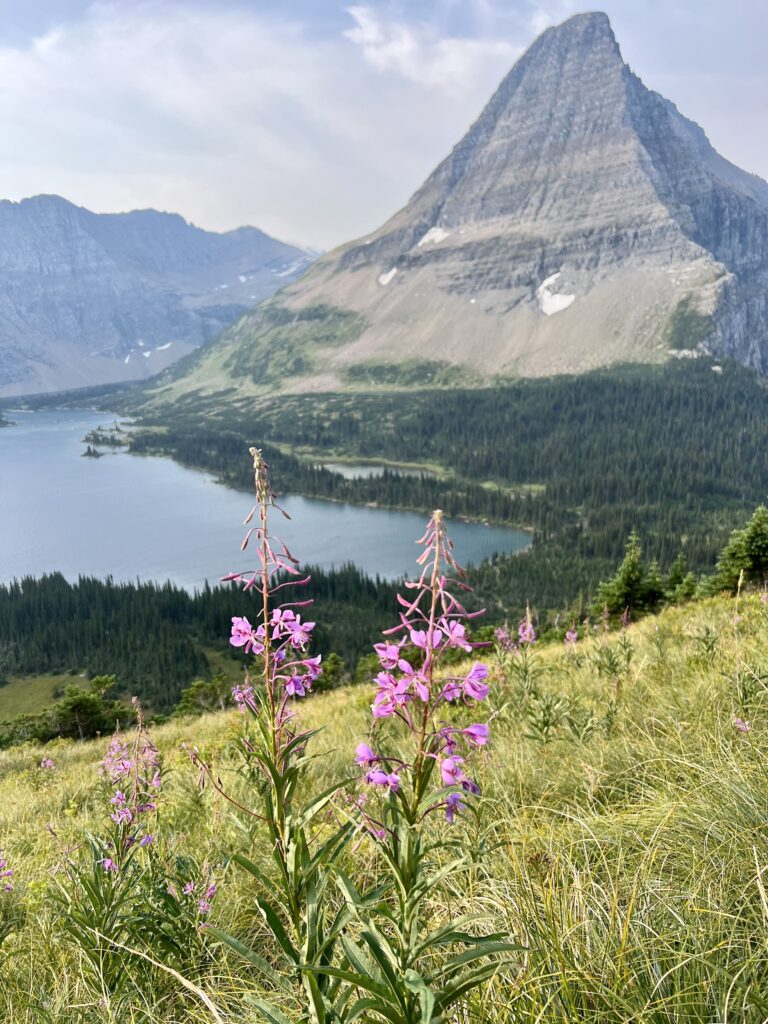 Pink wildflowers framing Hidden Lake in Glacier National Park