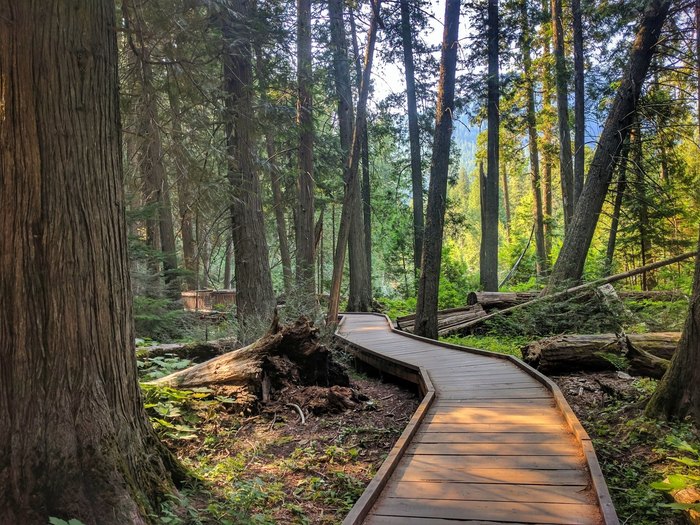 Trail of the Cedars boardwalk