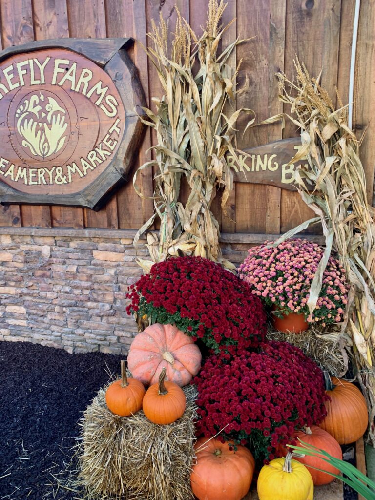 fall pumpkins mums and hay bales at firefly farms creamery