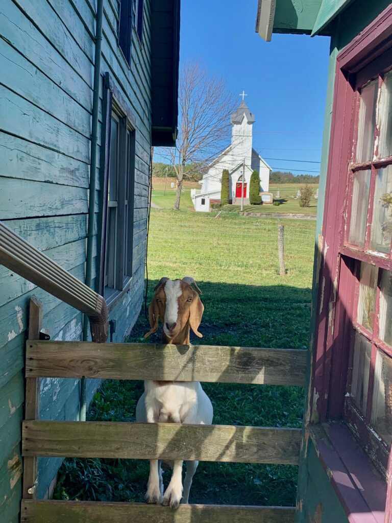 goat in front of church schoolhouse earth