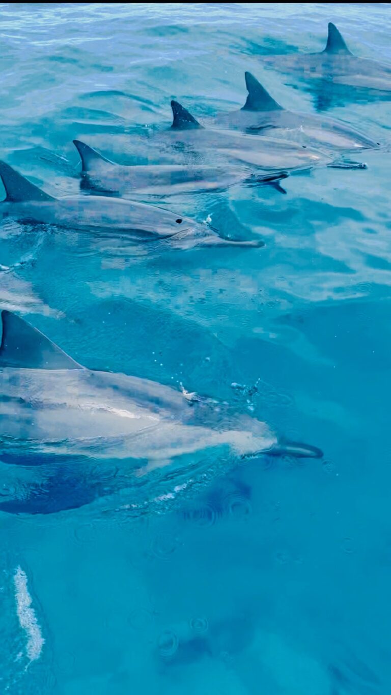 Pod of dolphins swimming along Na Pali Coast in Kauai