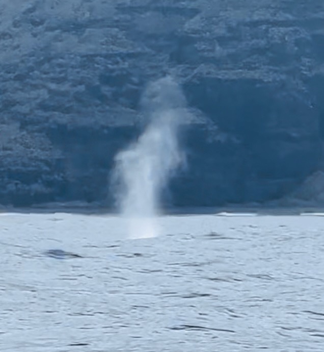 whale spotted along the Na Pali Coast in Kauai