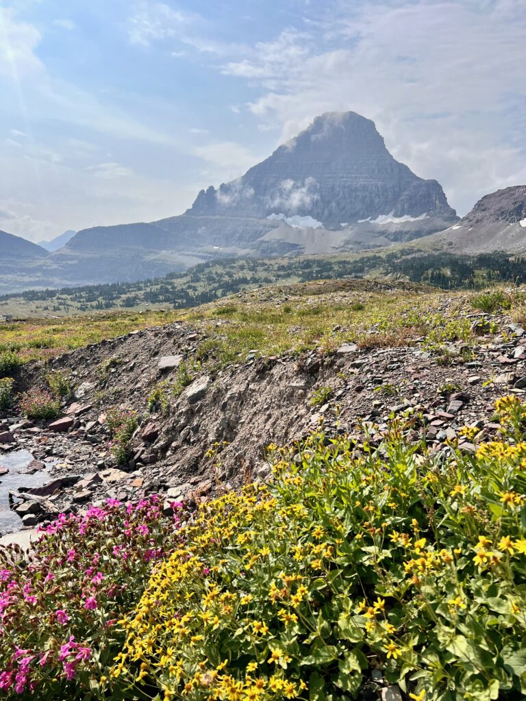 Field of pink and yellow wildflowers with mountains in background