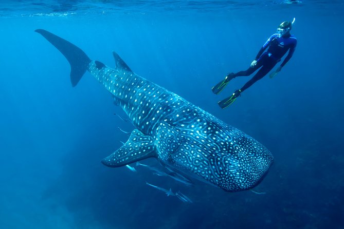 Swimming with whale sharks in Cancun Mexico