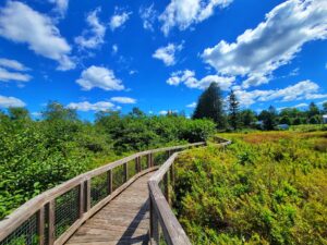 Loch Lynn Heights Wetland Hiking Trail in Deep Creek