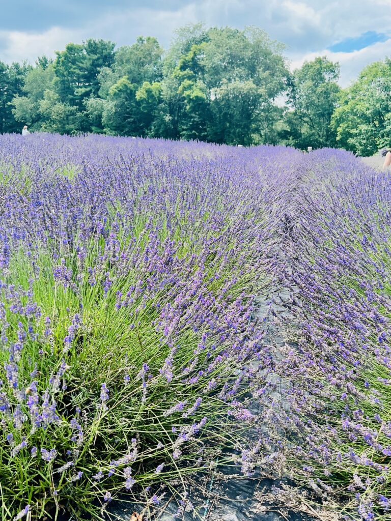 Summer at the lavender farm in Deep Creek Lake, MD
