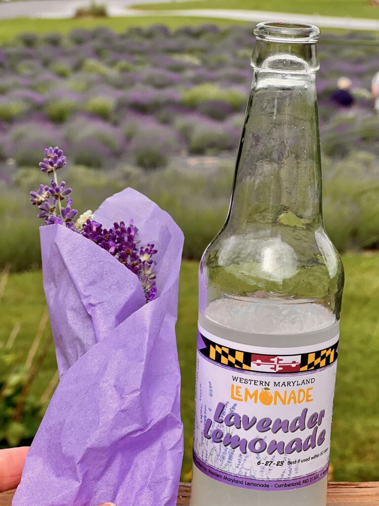 Summer at the lavender farm in Deep Creek Lake, Maryland