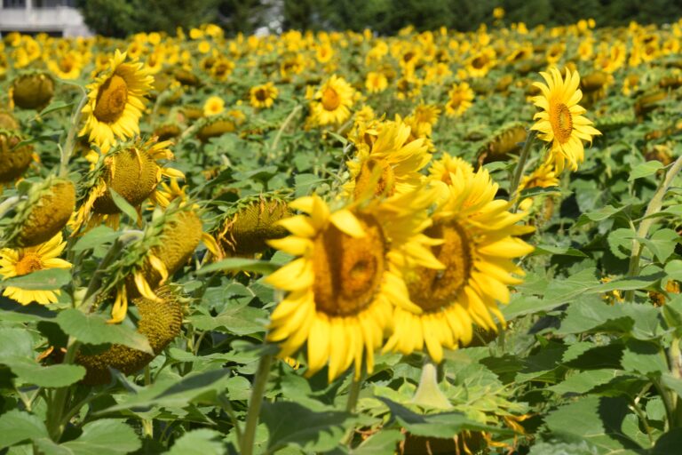 Summer sunflowers in bloom at Triple R Farms in Deep Creek Lake