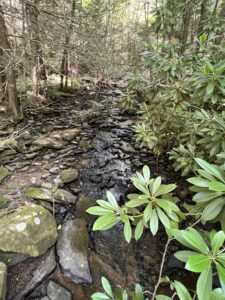 New Germany State Park hiking trails in Deep Creek Lake, Maryland