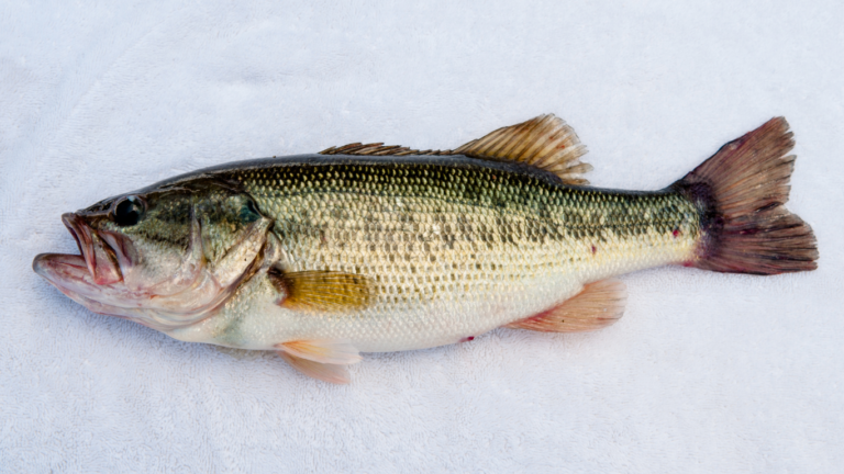 Guide to Fishing in Deep Creek Lake, Maryland