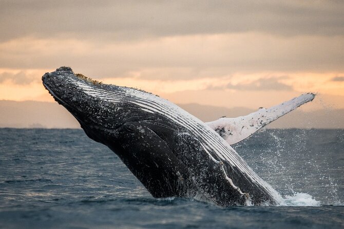 Kauai Whale Watching boat tours