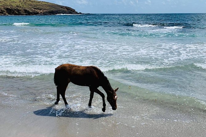 St. Lucia horseback riding on the beach