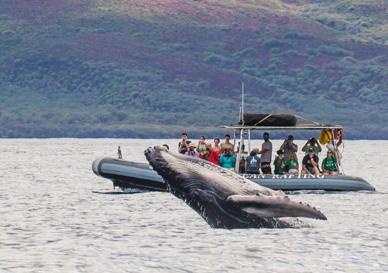 Eye level whale watching from raft in Maui, Hawaii