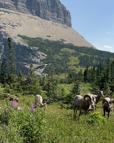 Wildlife big horn sheep at Glacier National Park